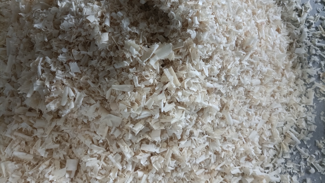 Comfortable Wood Shavings Used As Bedding Material For Cows